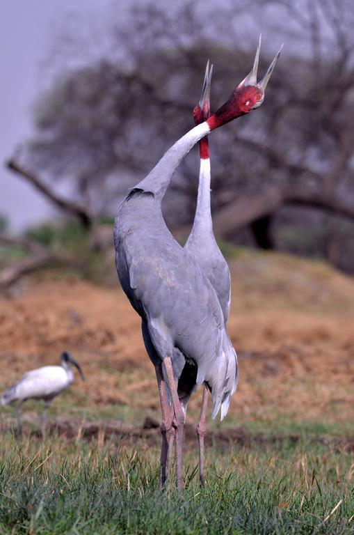 Hotel Bharatpur Ashok Esterno foto