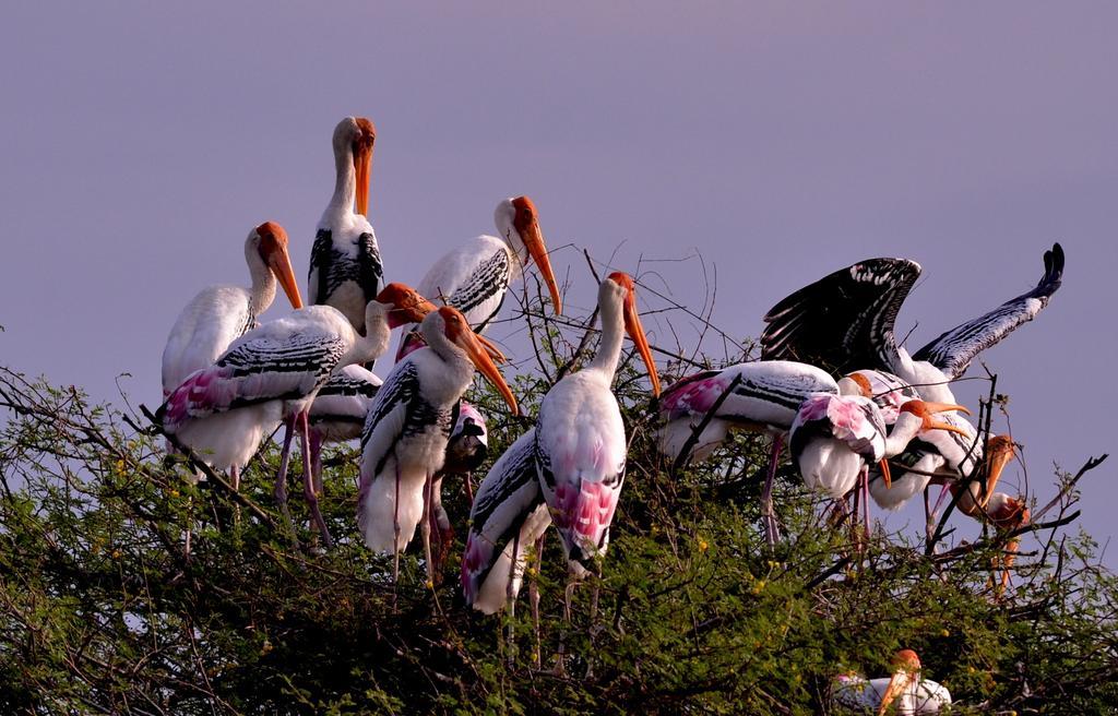 Hotel Bharatpur Ashok Esterno foto