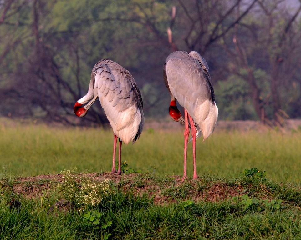 Hotel Bharatpur Ashok Esterno foto